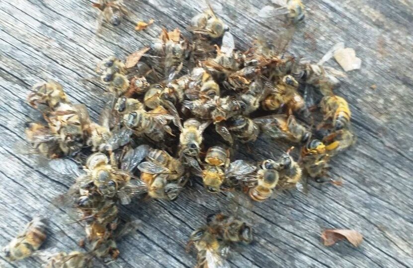 Mueren 200 colmenas de abejas en José María Morelos por presuntos químicos – Yucatán a la mano